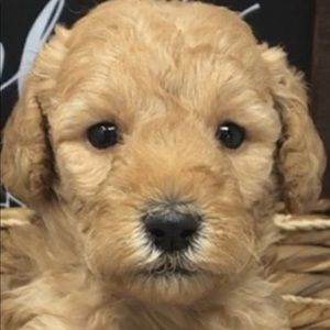 Meet your Posher, Jane